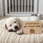 גור לברדור צעיר ישן רגוע על מיטה רכה בבית, באזור הבטוח שלו ליד גדר גורים