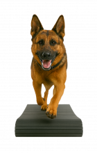 הליכונים מכנים לכלבים - DOGMOTION